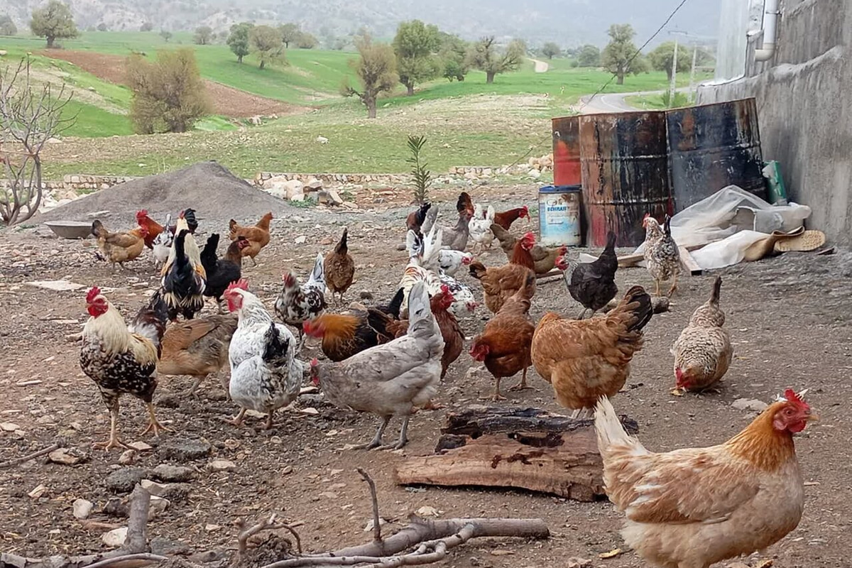 آغاز فصل جدید همکاری «جهاد کشاورزی» و «بنیادهای حمایتی» برای ایجاد زنجیره ارزش مرغ بومی