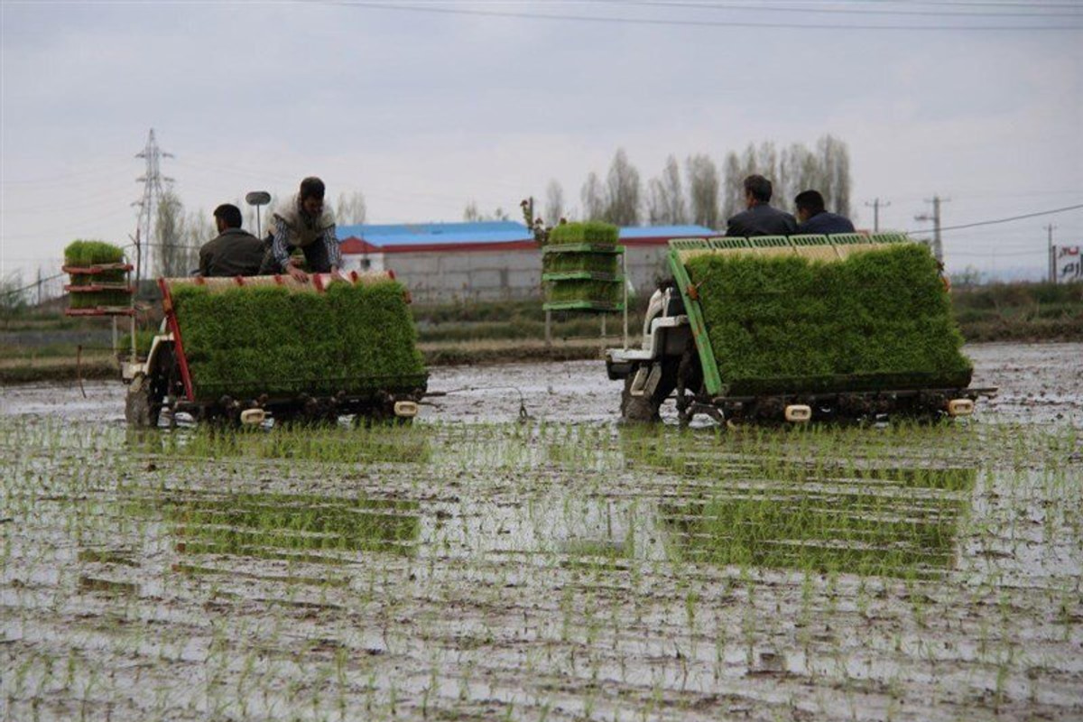 اجرای کشت مکانیزه نشای برنج برای نخستین‌بار در جنوب کشور در قیروکارزین