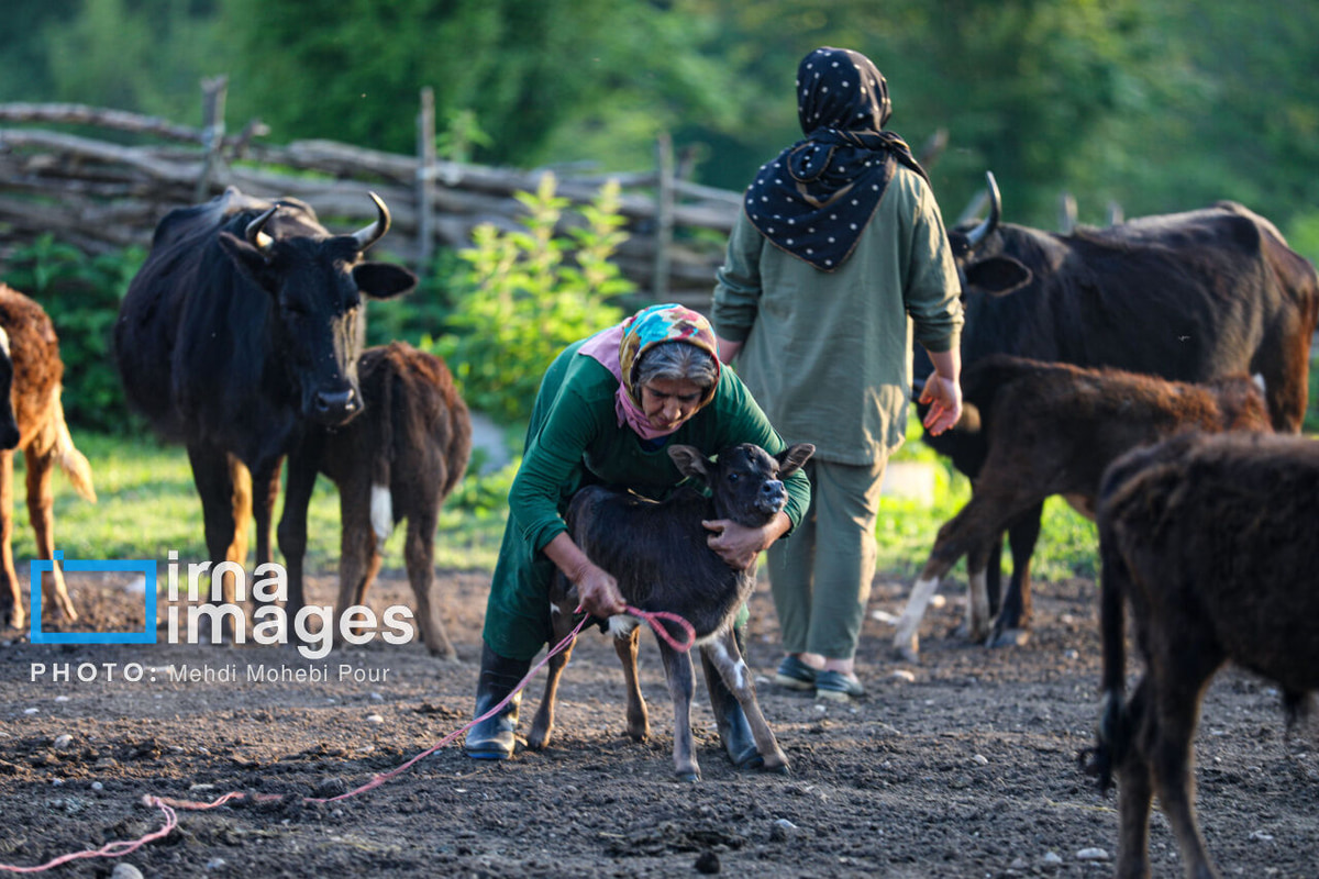 استاندار مازندران: ظرفیت‌های ملی برای محرومیت زدایی در روستاهای استان به کار گرفته شود