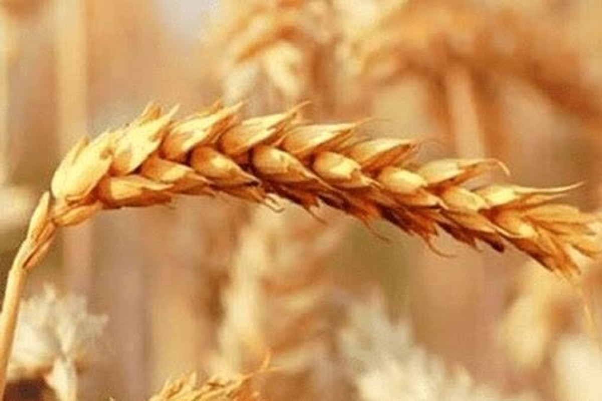 خبر مهم نماینده مجلس برای گندم کاران