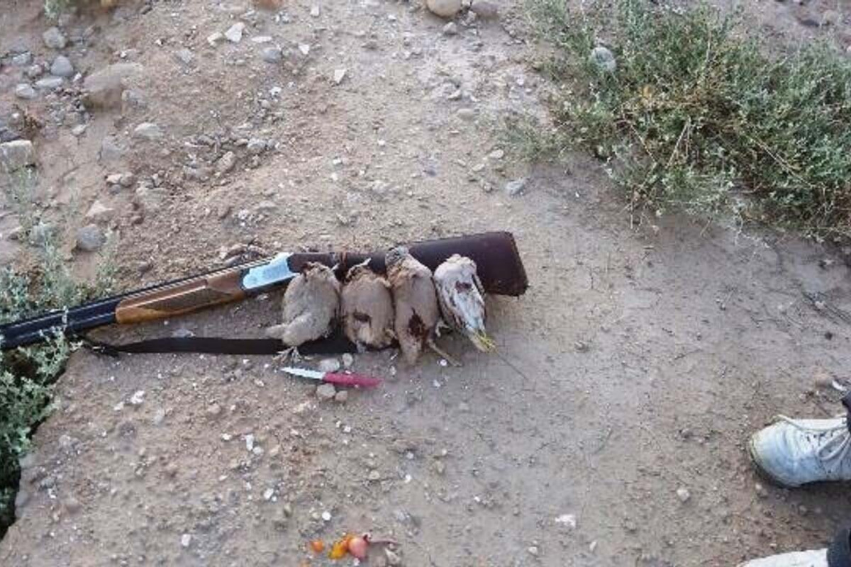دستگیری متخلف شکار پرندگان وحشی در حاجی آباد