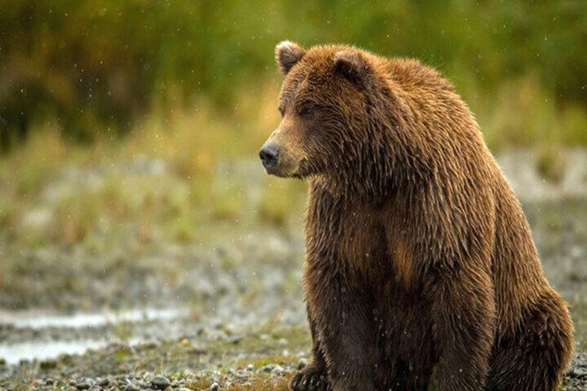 فیلم/ خرس قهوه‌ای و توله‌هایش در سفیدکوه خرم آباد