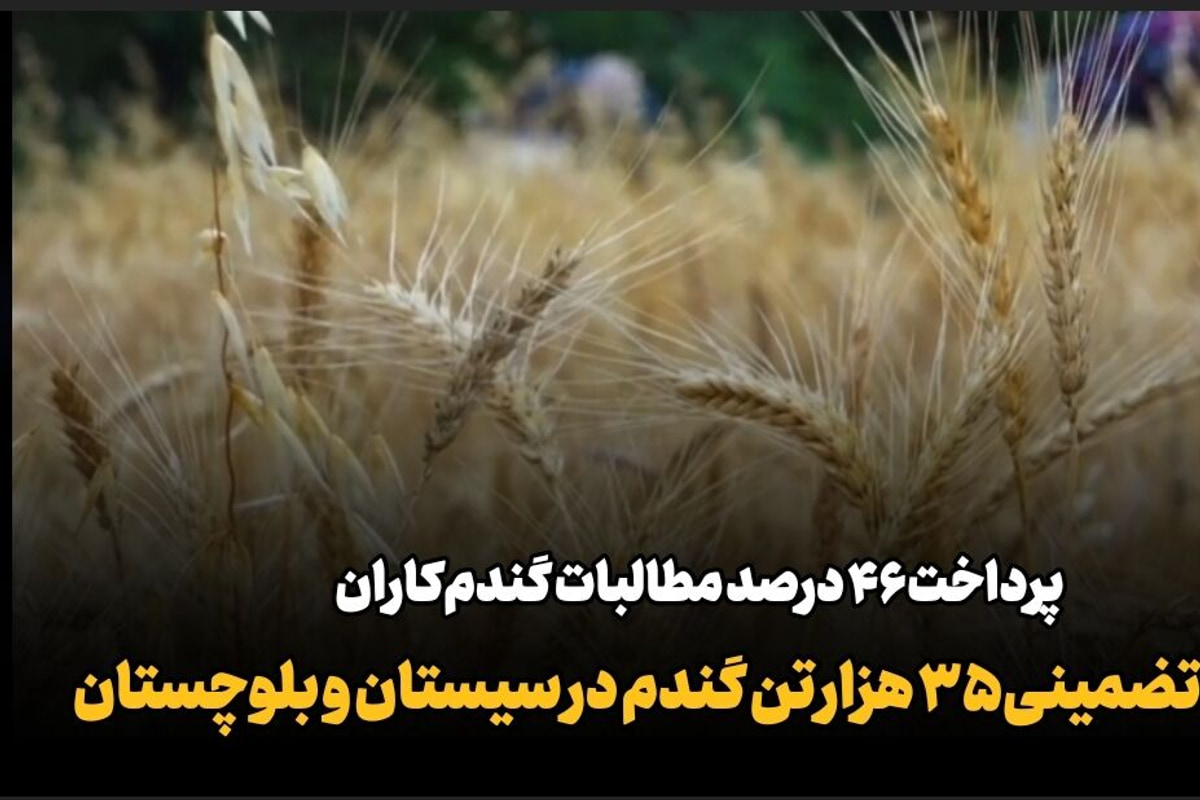 فیلم| خرید تضمینی ۳۵ هزار تن گندم در سیستان و بلوچستان؛ پرداخت ۴۶ درصد مطالبات گندم‌کاران