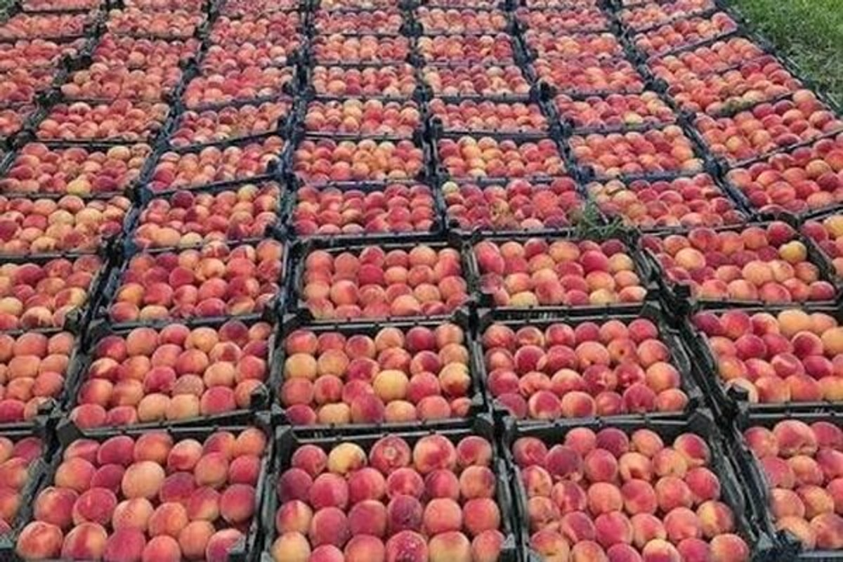 مدیر باغبانی: سالانه ۳۰۰ هزار تن محصول باغی در کرمانشاه تولید می‌شود
