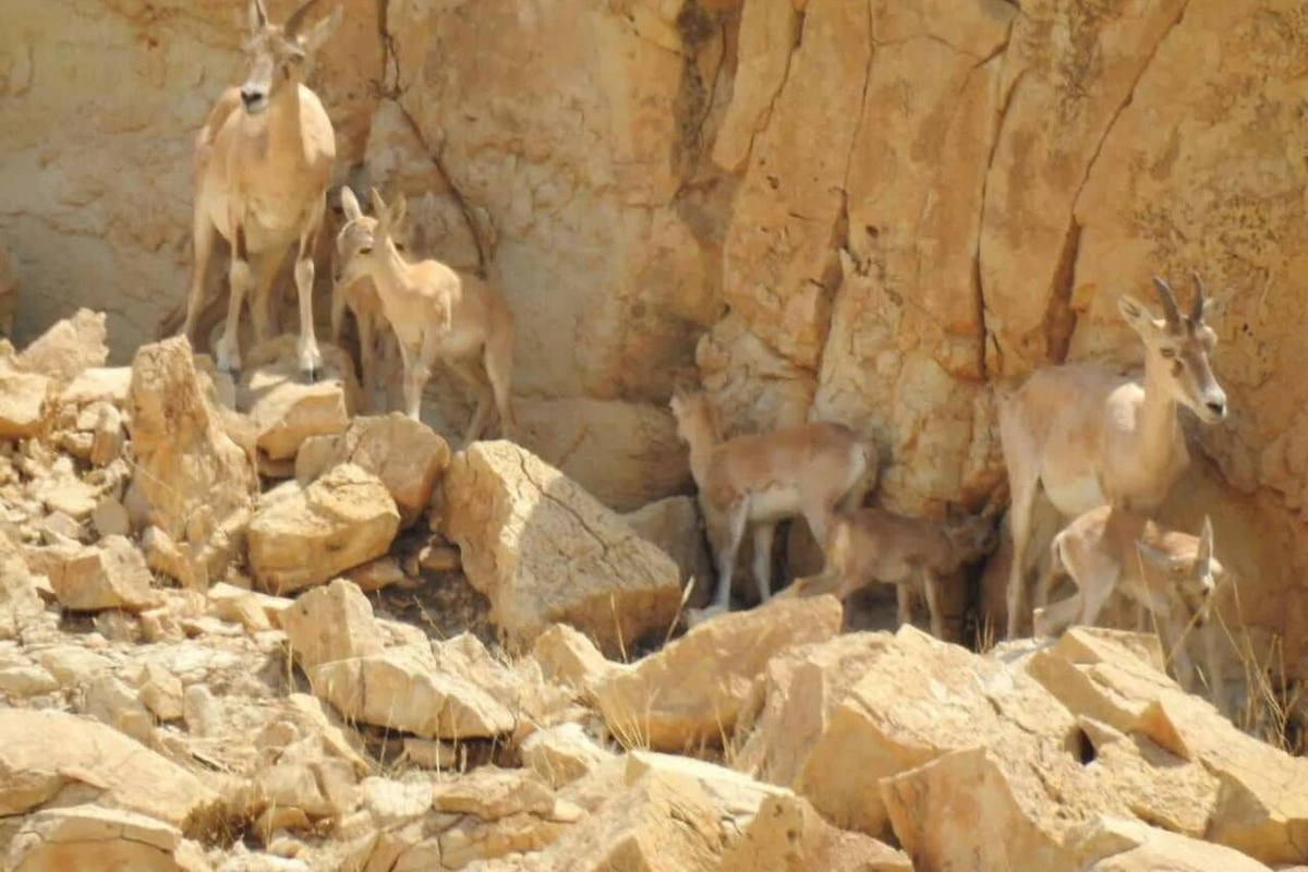 هیچ موردی از بیماری یا تلفات در حیات‌وحش جزیره اشک مشاهده نشد