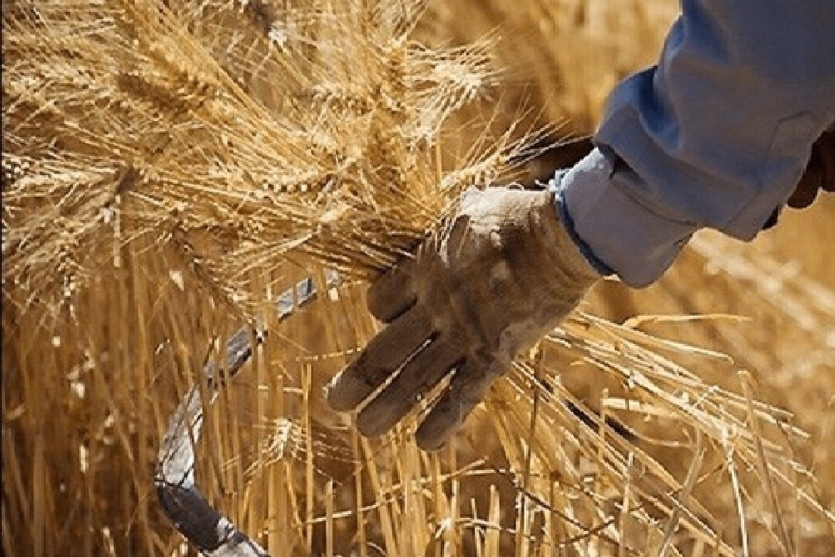 پرداخت مطالبات گندمکاران به کجا رسید؟