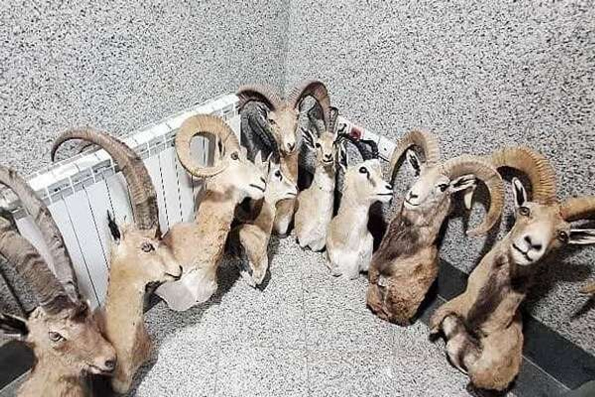 کشف سلاح، مهمات و حیات‌وحش تاکسیدرمی‌شده از شکارچیان غیرمجاز