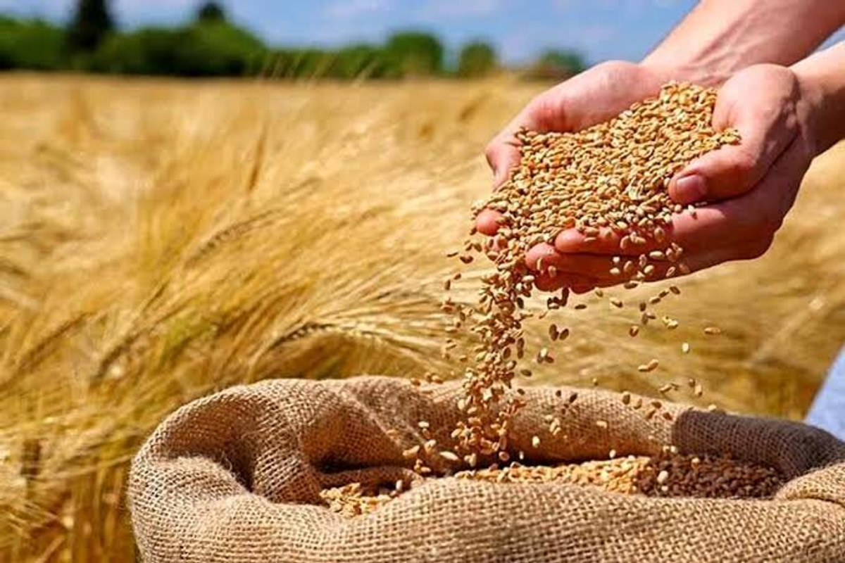 گندمکاران حتما بخوانند/ قیمت گندم آزاد می‌شود؟/ پرداخت مطالبات گندمکاران به کجا رسید؟
