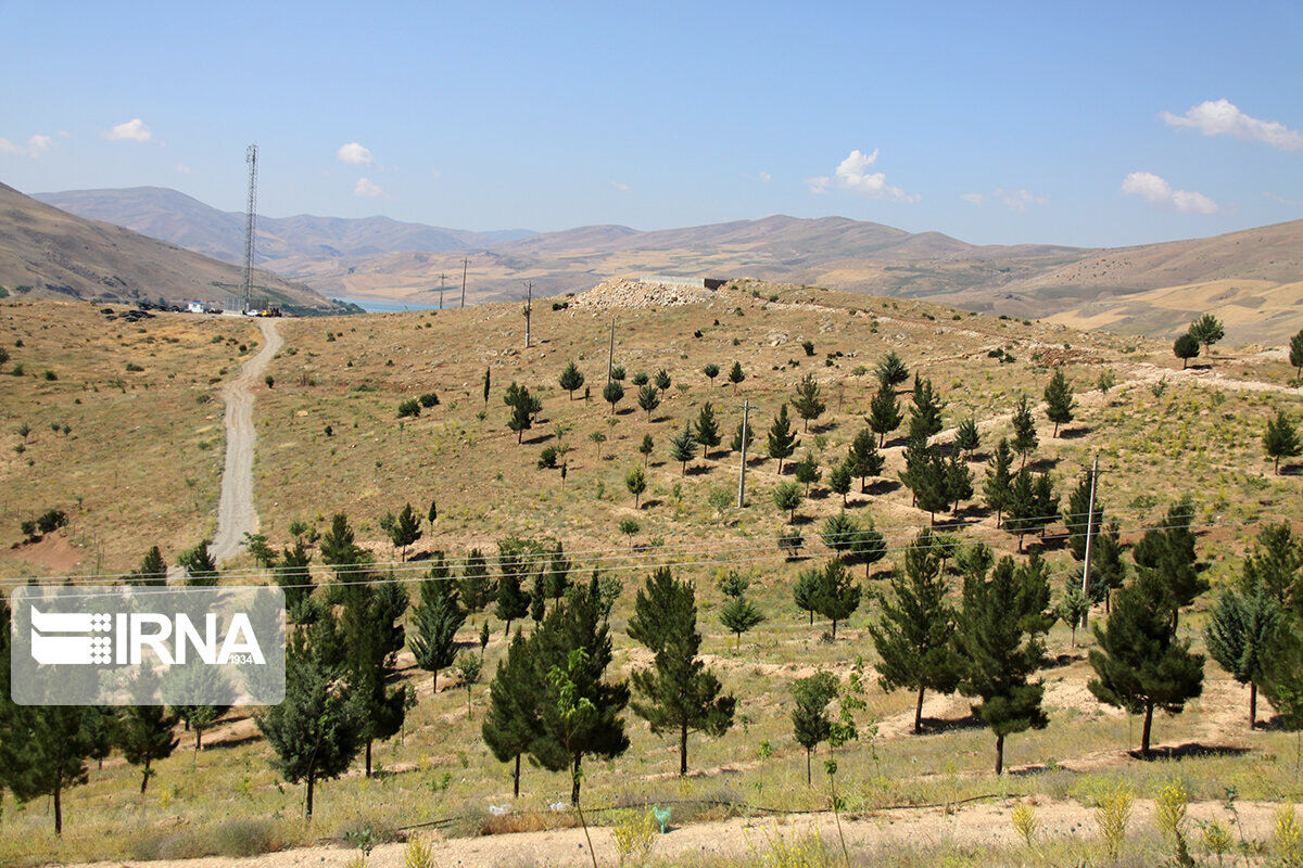۴۰ هکتار جنگل‌کاری تجرک رودهن زیر پوشش حفاظت مشارکتی می‌رود